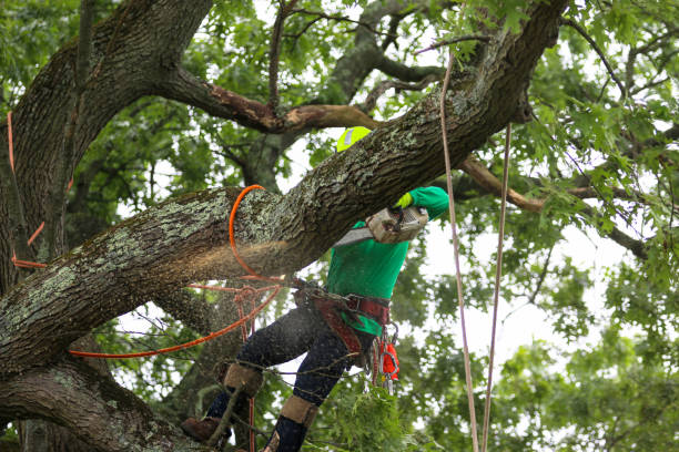 Tree and Shrub Care in Abbeville, LA